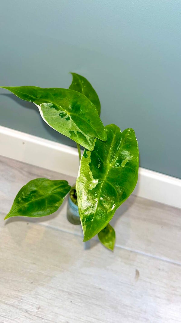 Alocasia Longiloba Albo