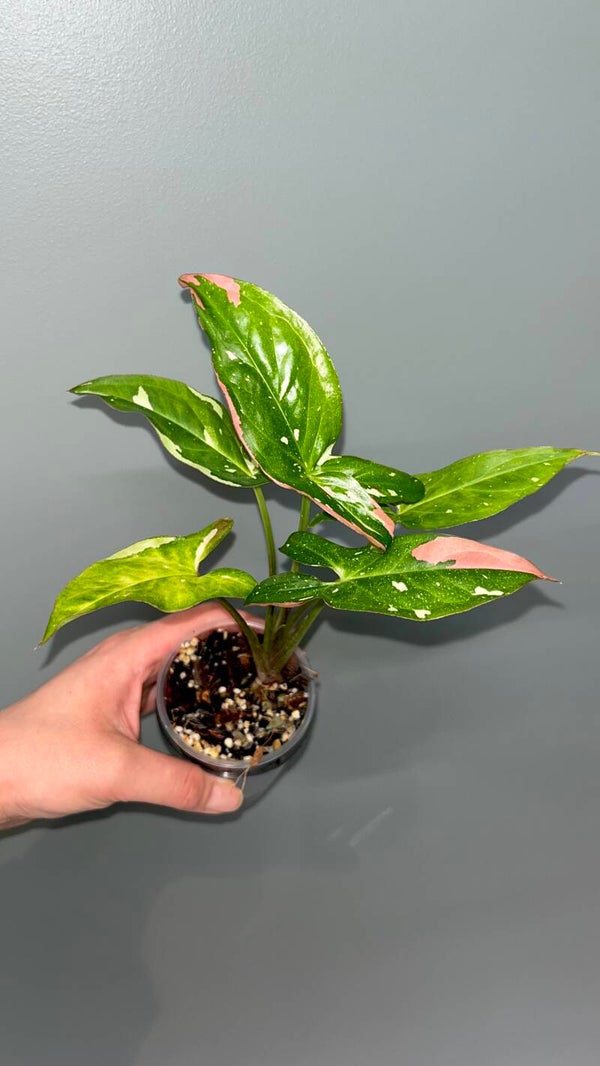 Syngonium Red Spot Tricolor #1