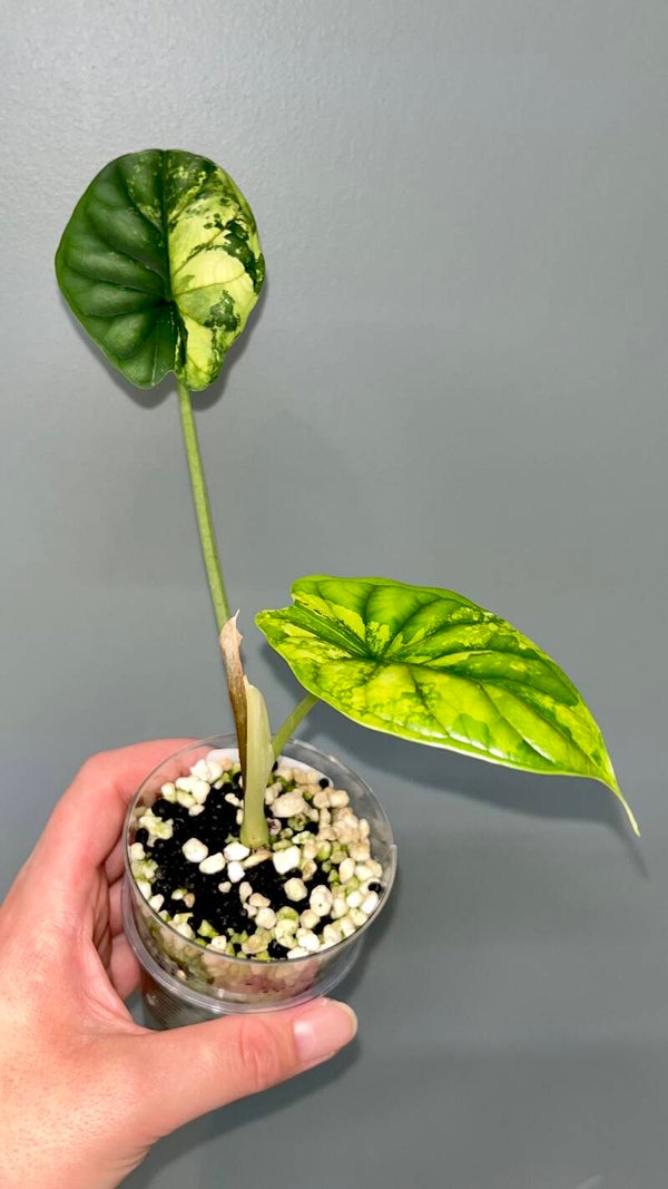 Alocasia Dragon Scale Albo