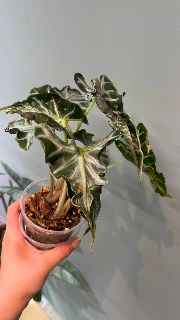 Alocasia Loco – knoll
