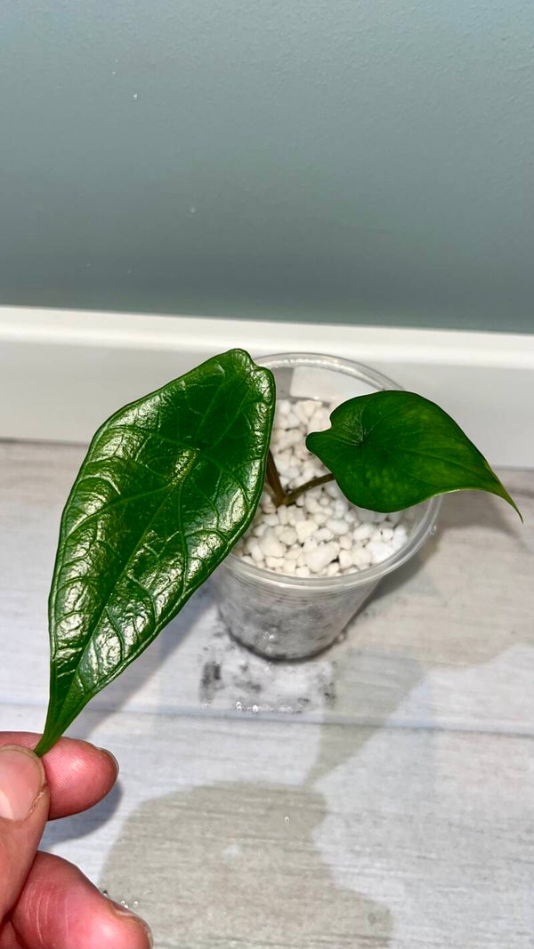 Alocasia Scalprum