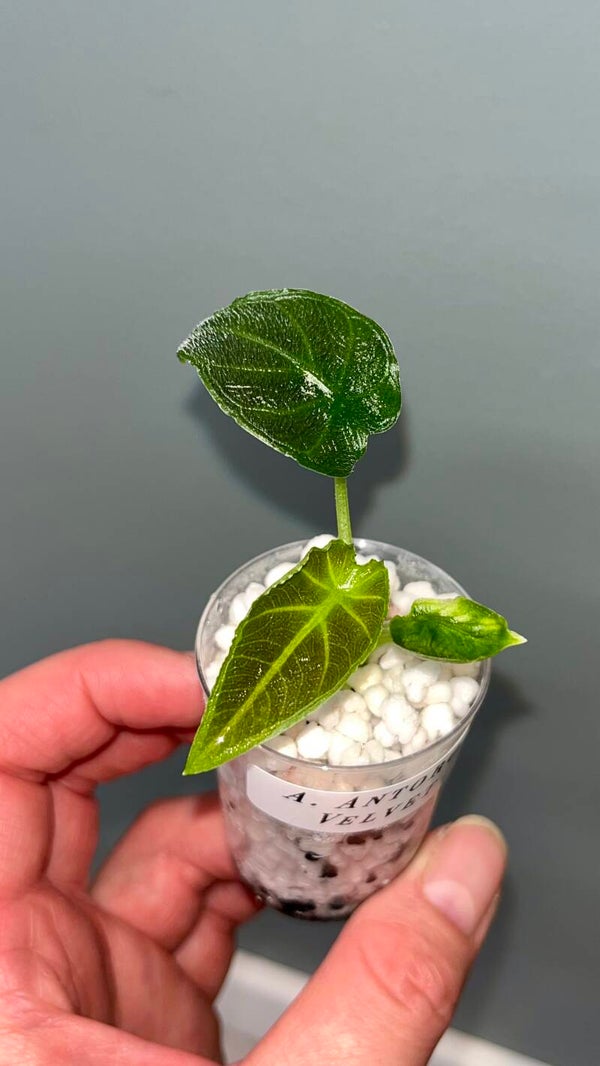 Alocasia Antoro Velvet