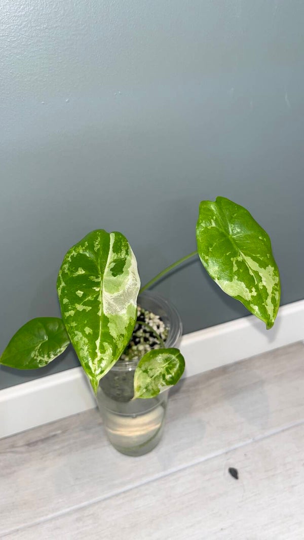 Alocasia Acuminata Albo