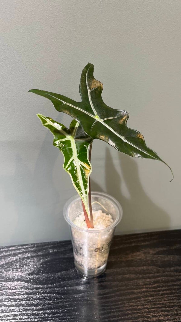 Alocasia Nobilis