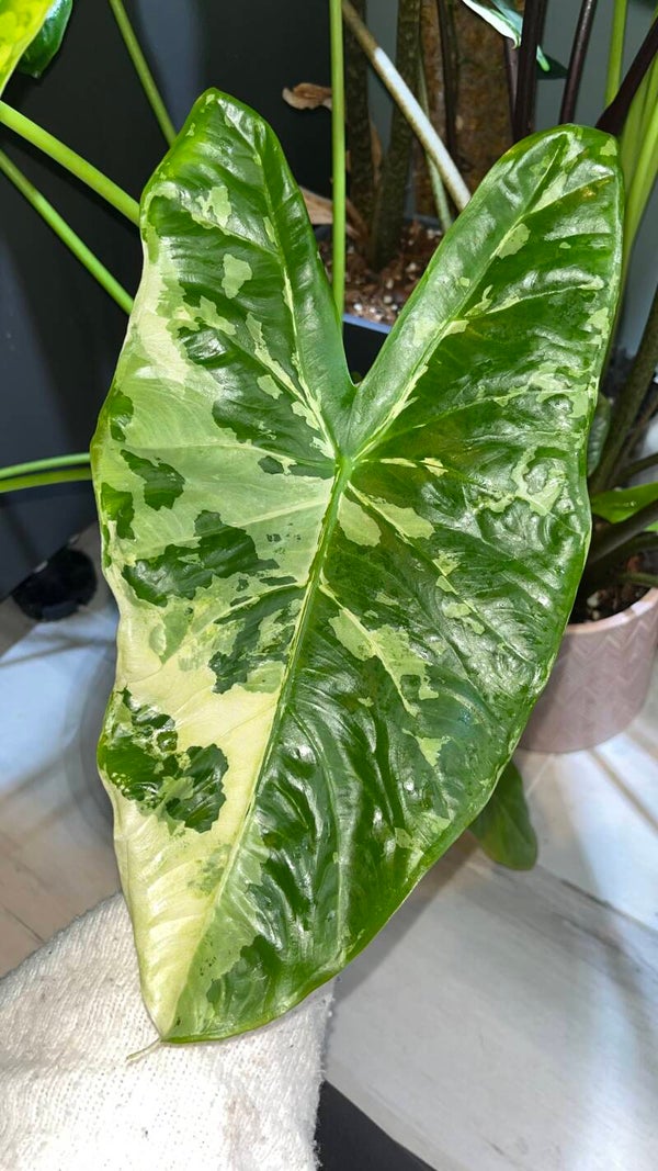 Alocasia Acuminata albo - knoll