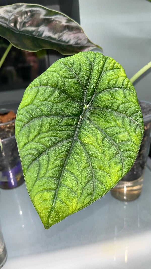 Alocasia Melo – stor knoll