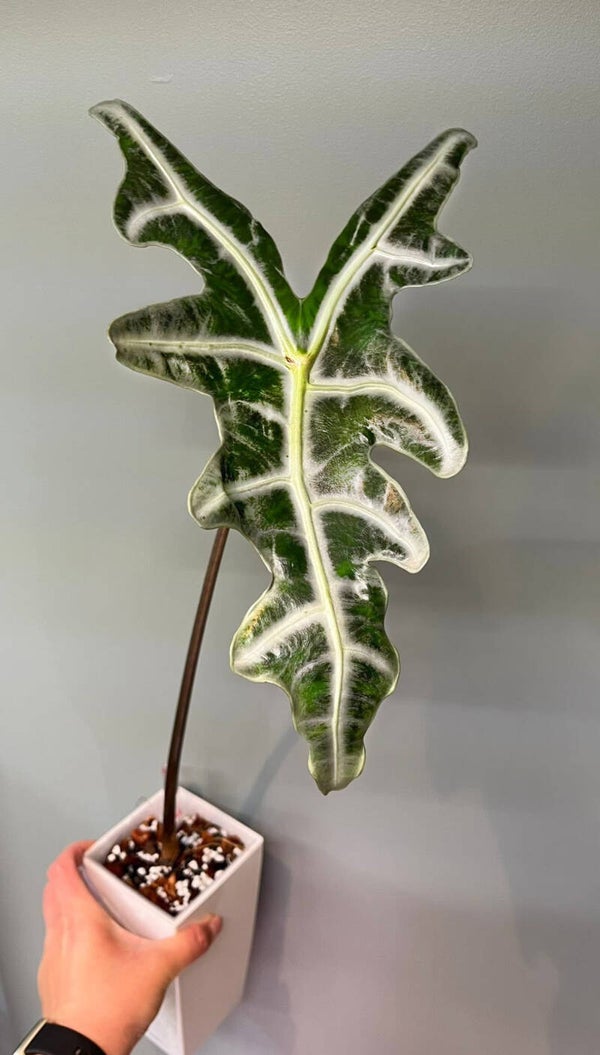 Alocasia Nobilis knoll