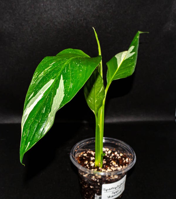 Spathiphyllum spp. ´Diamond` #1