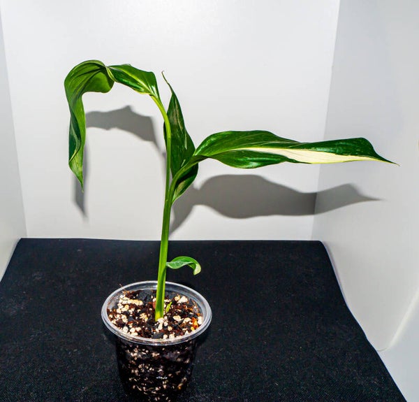 Spathiphyllum spp. ´Diamond´ #2