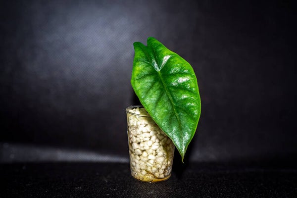Alocasia Dragon´s Breath