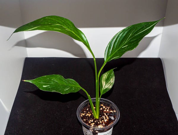 Spathiphyllum spp. ´Diamond´ #3