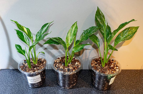 Spathiphyllum Variegata