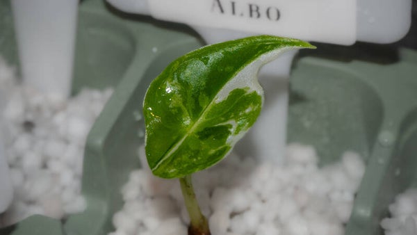 Alocasia Longiloba Albo