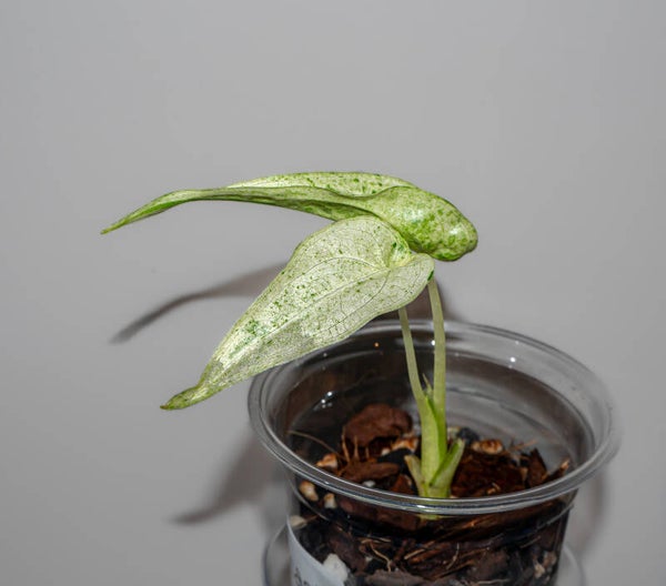 Alocasia Cucullata Albo Splash