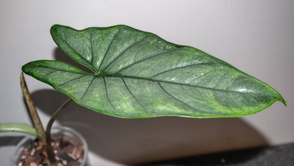 Alocasia Corazon