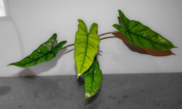 Alocasia Shattered Glass liten