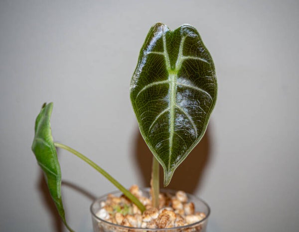 Alocasia Suhirmaniana