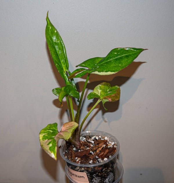 Syngonium Red Spot Tricolor #1