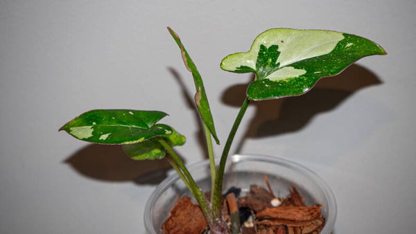 Syngonium Red Spot Tricolor #2