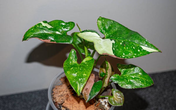 Syngonium Red Spot Tricolor #3
