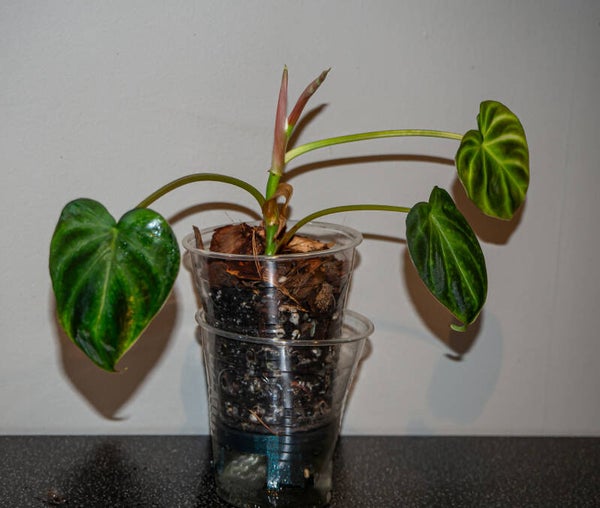 Philodendron Verrucosum
