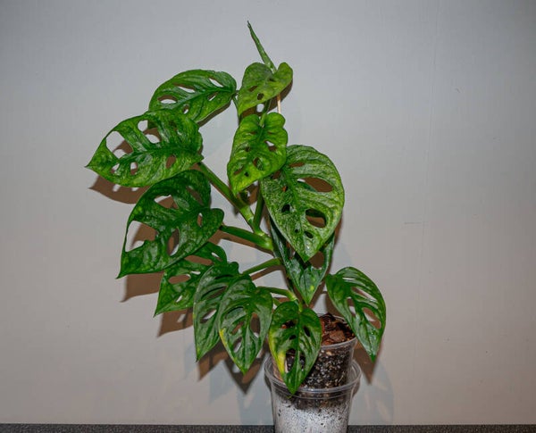 Monstera Adansonii Mint