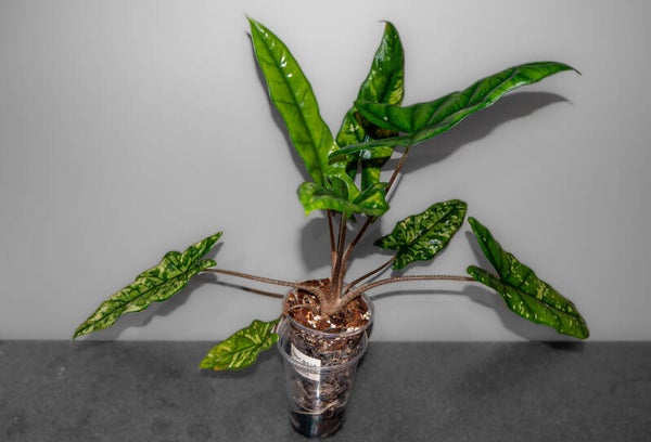 Alocasia Shattered Glass stor