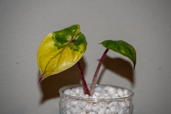 Alocasia Yucatan Princess Aurea