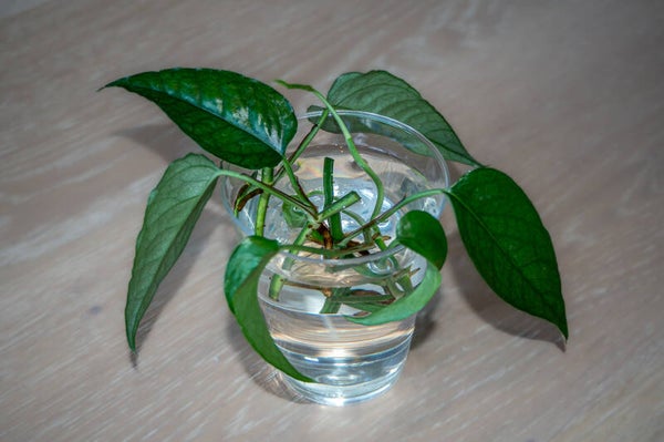 Epipremnum Cebu Blue Variegata 3pk.