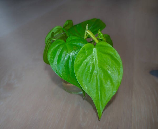 Philodendron Lemon Lime 3Pk.