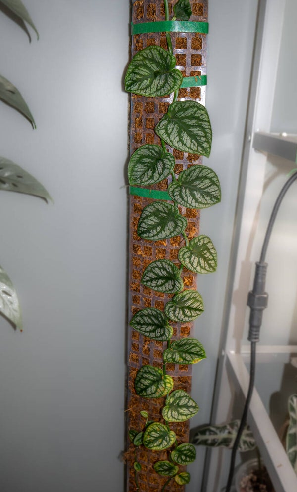 Monstera Dubia