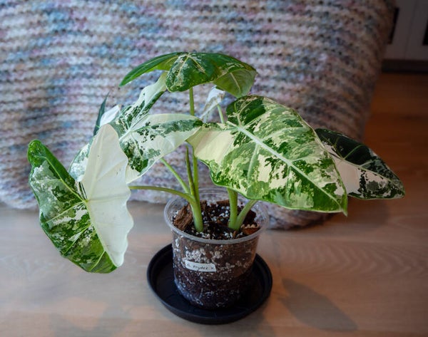 Alocasia Frydek Variegata