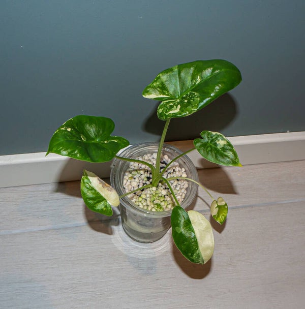 Alocasia Macrorrhiza Variegata