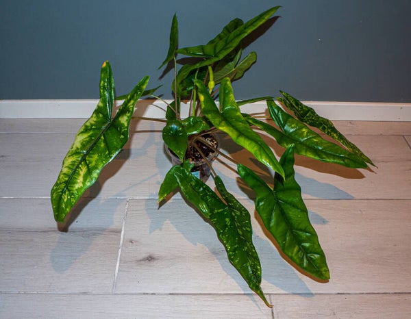 Alocasia Shattered Glass – morplante med knoller og babyplanter