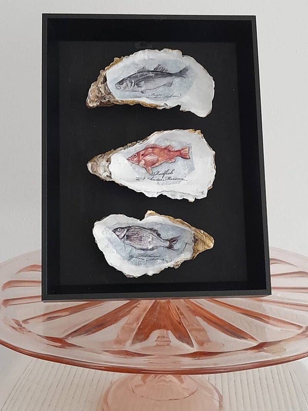 Oesterschelpen in lijst