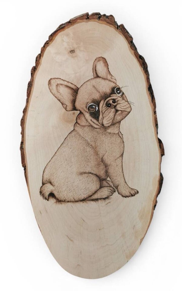 Franse bulldog.