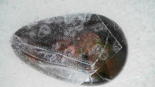 Fire Mexican opal rare opal