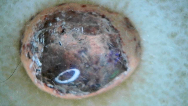 Mexican Fire Opal
