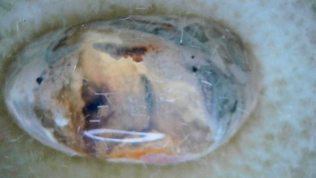 Mexican fire Opal