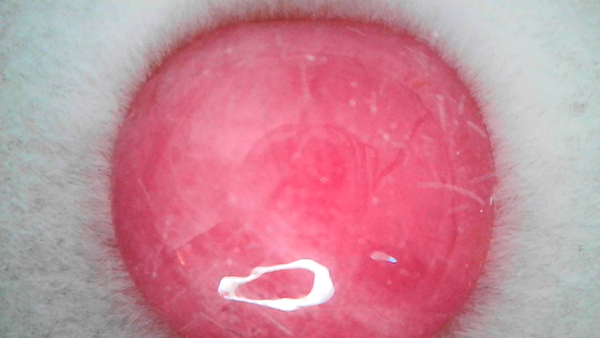 Pink Ruby