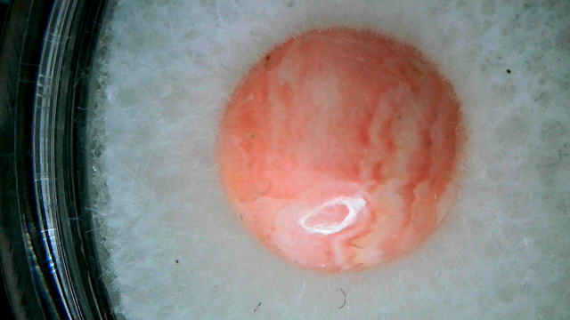Rhodochrosite