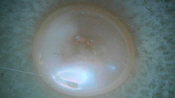 Nat Fresh Water Cultured Pearls