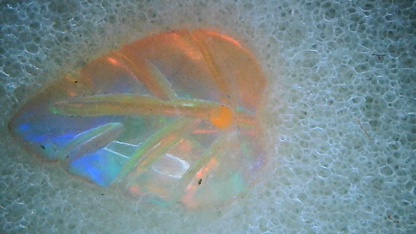 Leaf Ethiopia, Opal