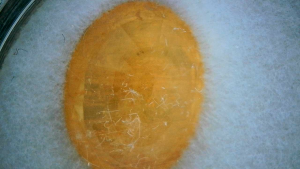 Citrine