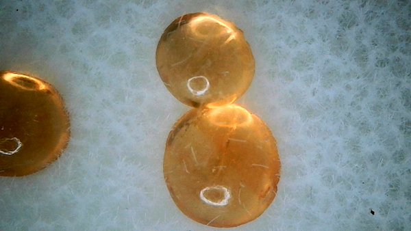 Yellow peridot
