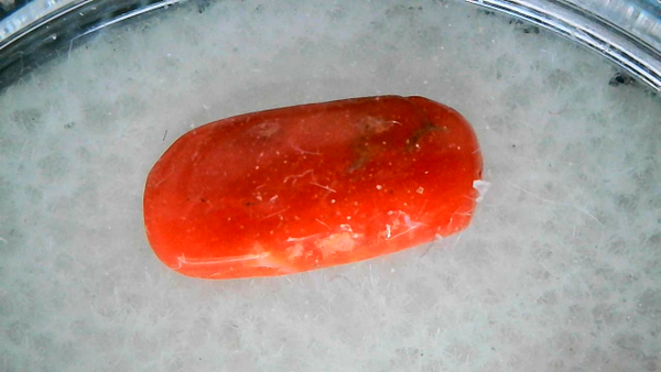 Natural red Italian coral
