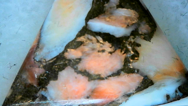 Oyster Copper
