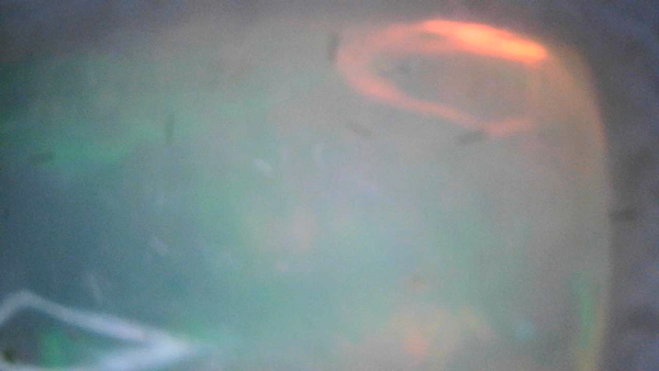 Idaho Opal