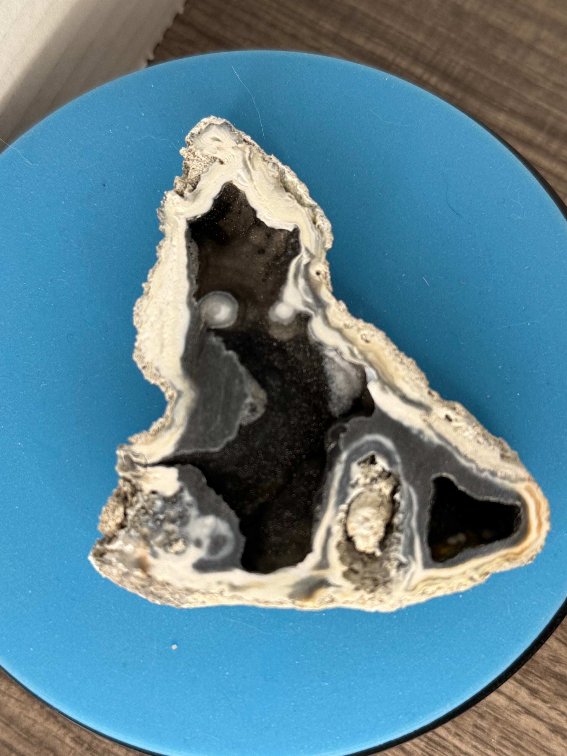 Agatized Coral Tampa Bay