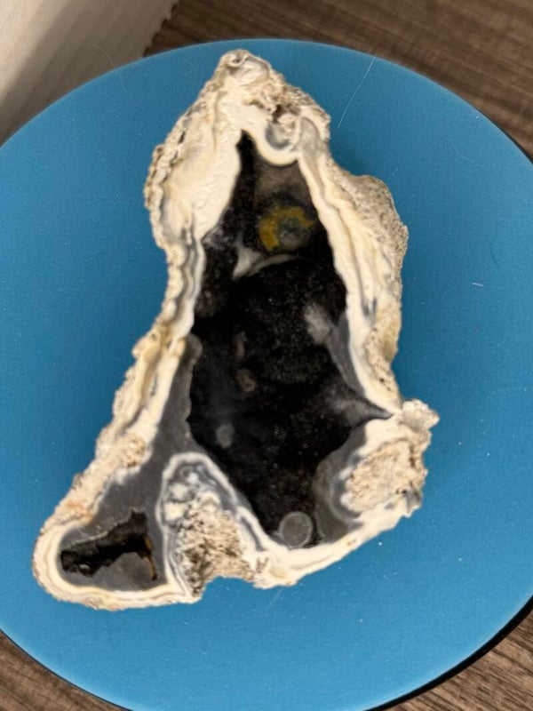 Agatized Coral